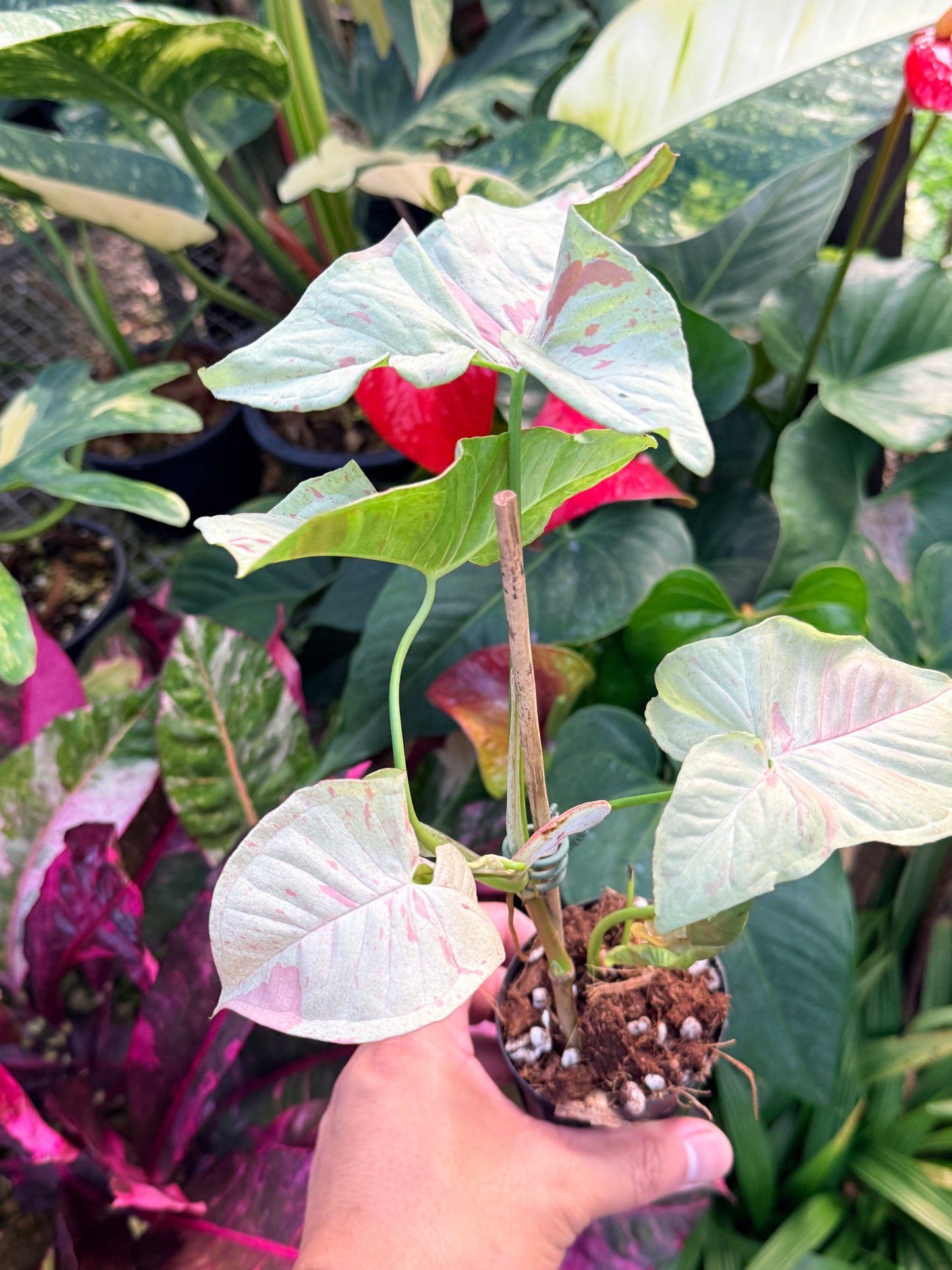 Syngonium 'Confetti' NONTC N30