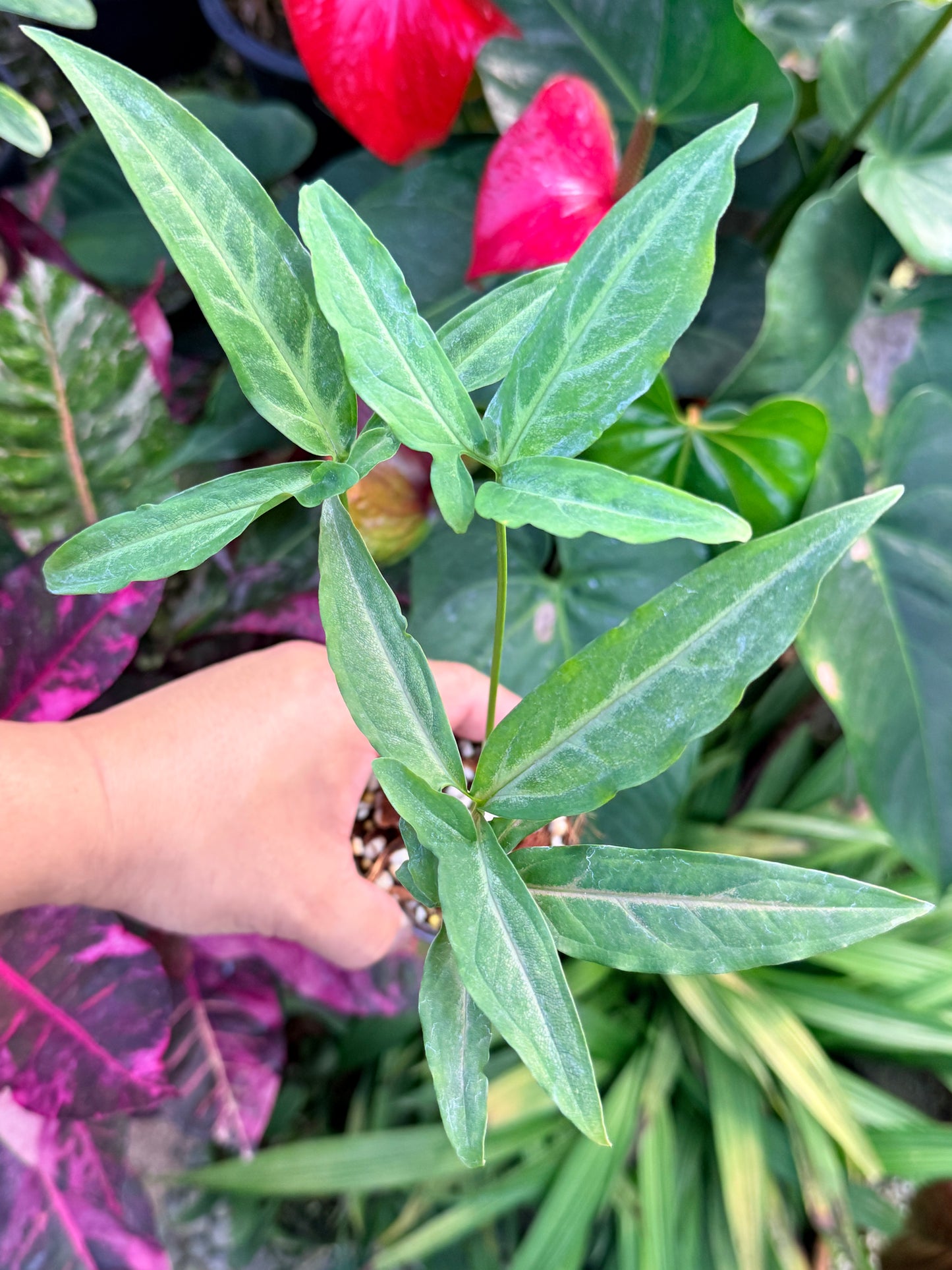 Syngonium 'Pink Star' N32