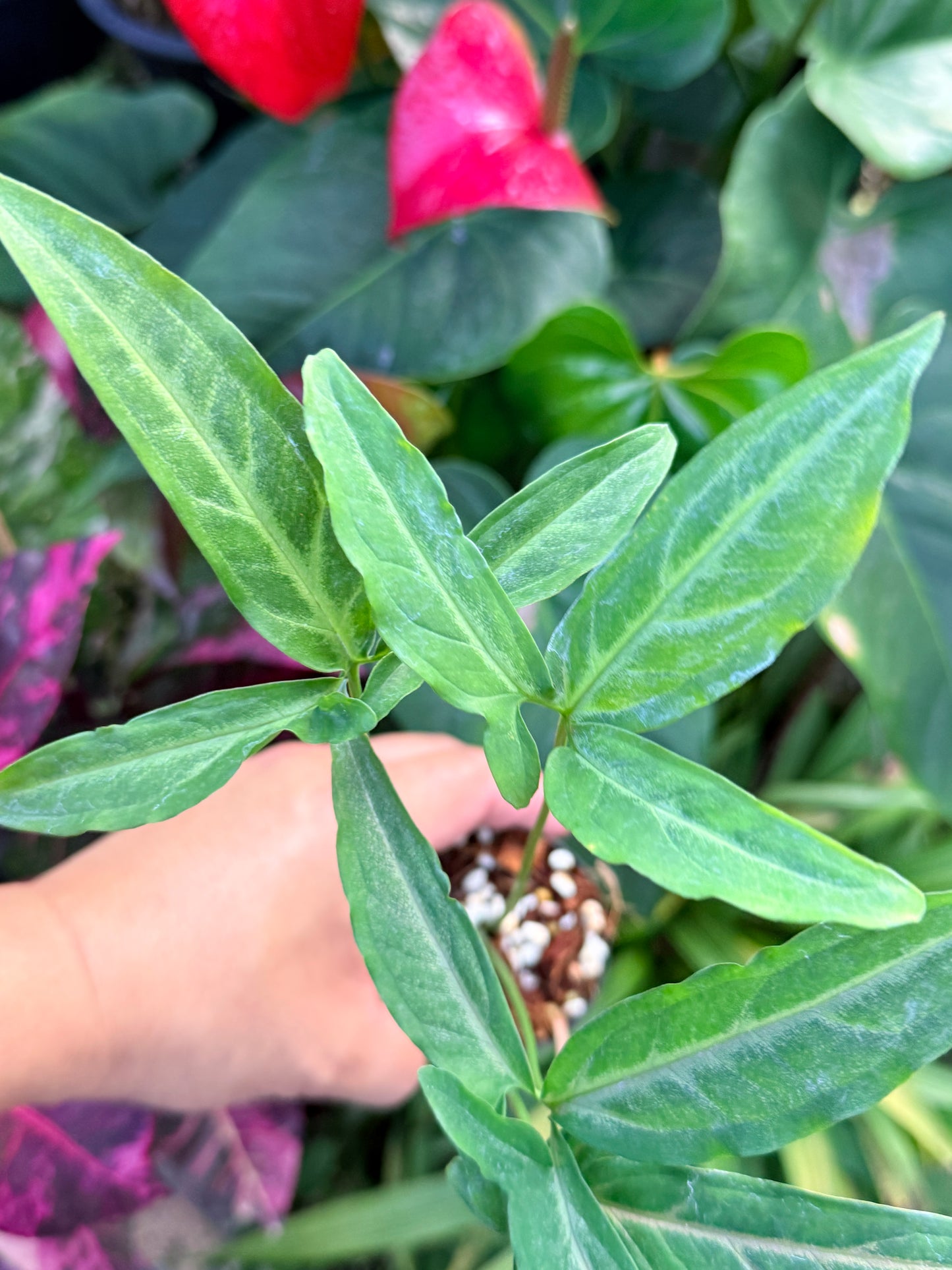 Syngonium 'Pink Star' N32