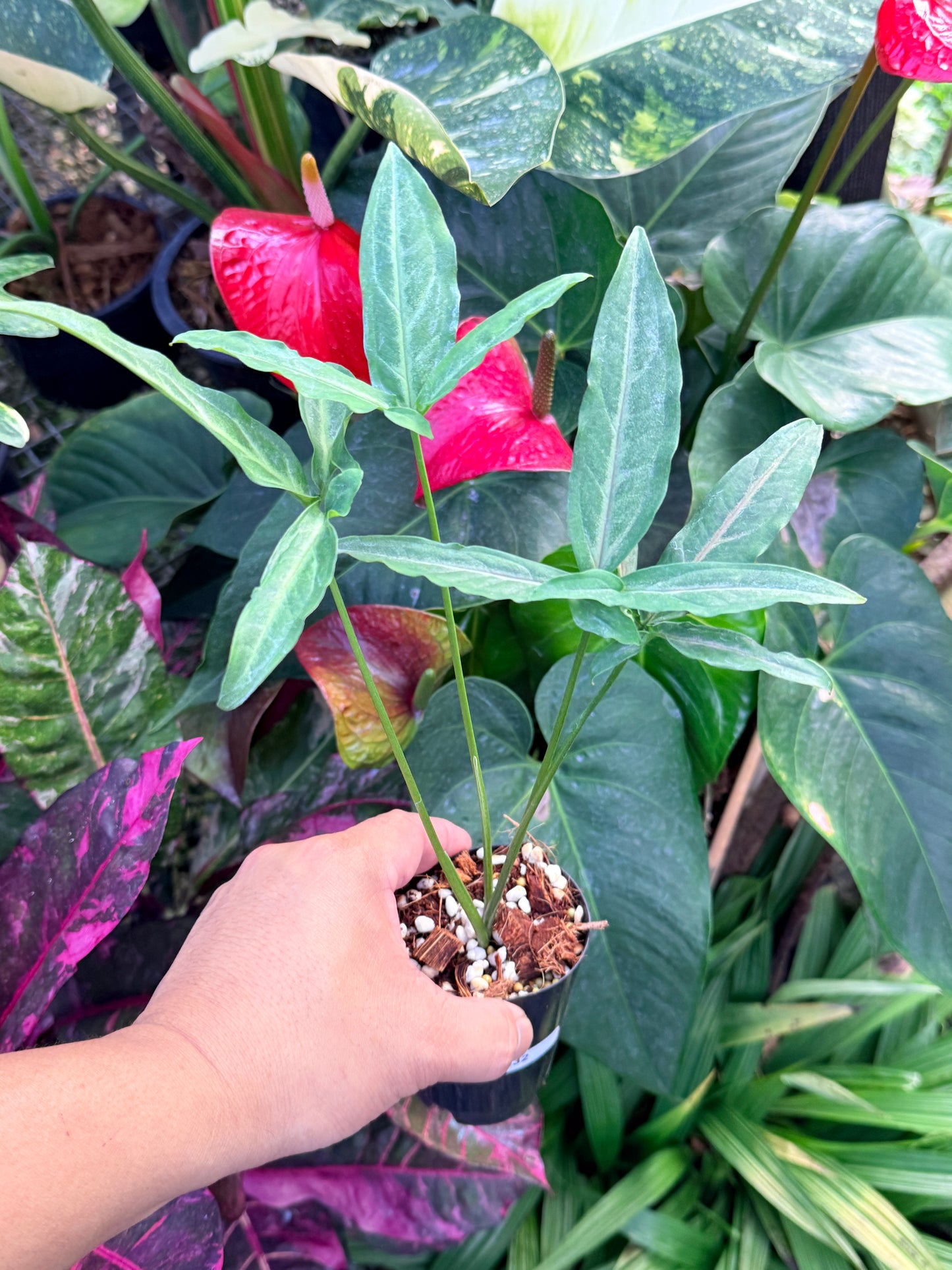 Syngonium 'Pink Star' N32
