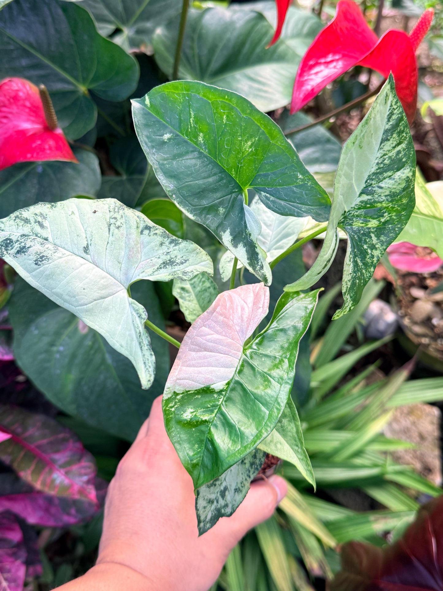 Syngonium 'Confetti Tricolor' N29