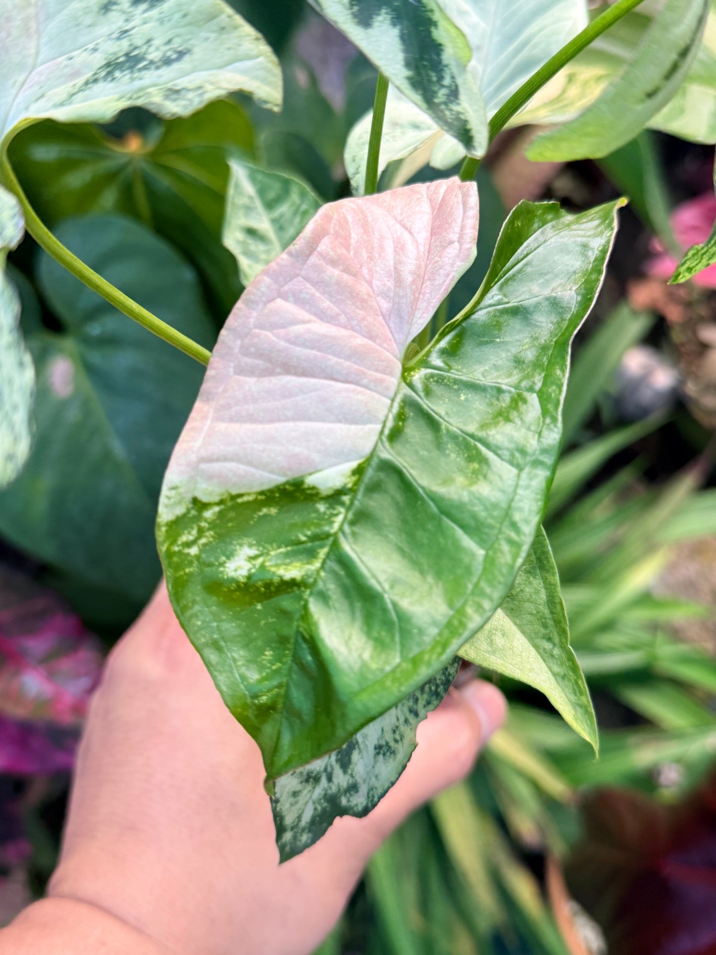 Syngonium 'Confetti Tricolor' N29