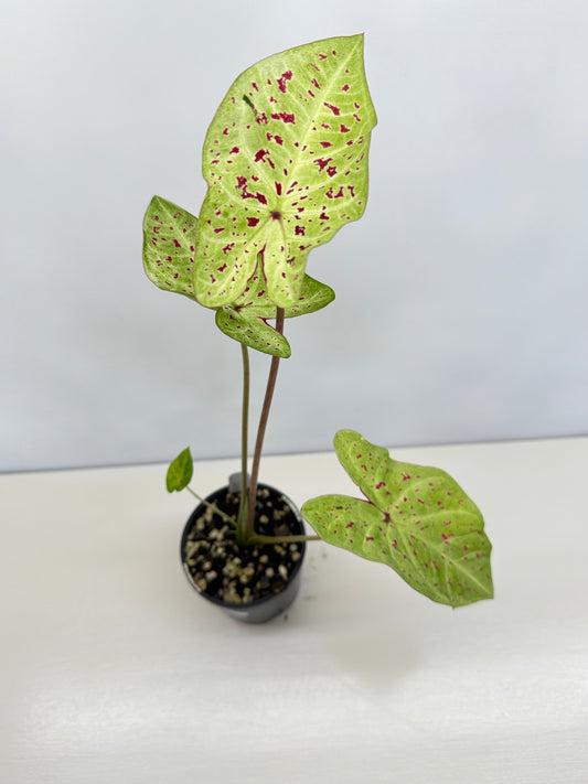 Caladium 'Miss Muffet' D23