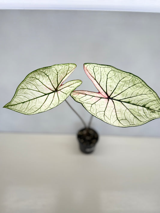 Caladium 'Good Luck' F28