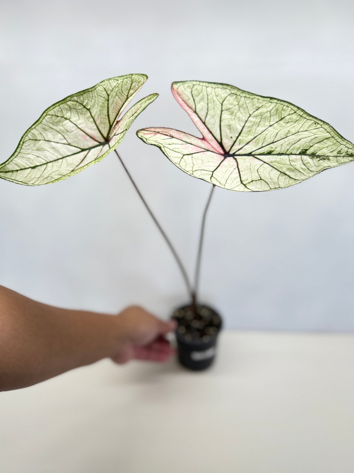 Caladium 'Good Luck' F28