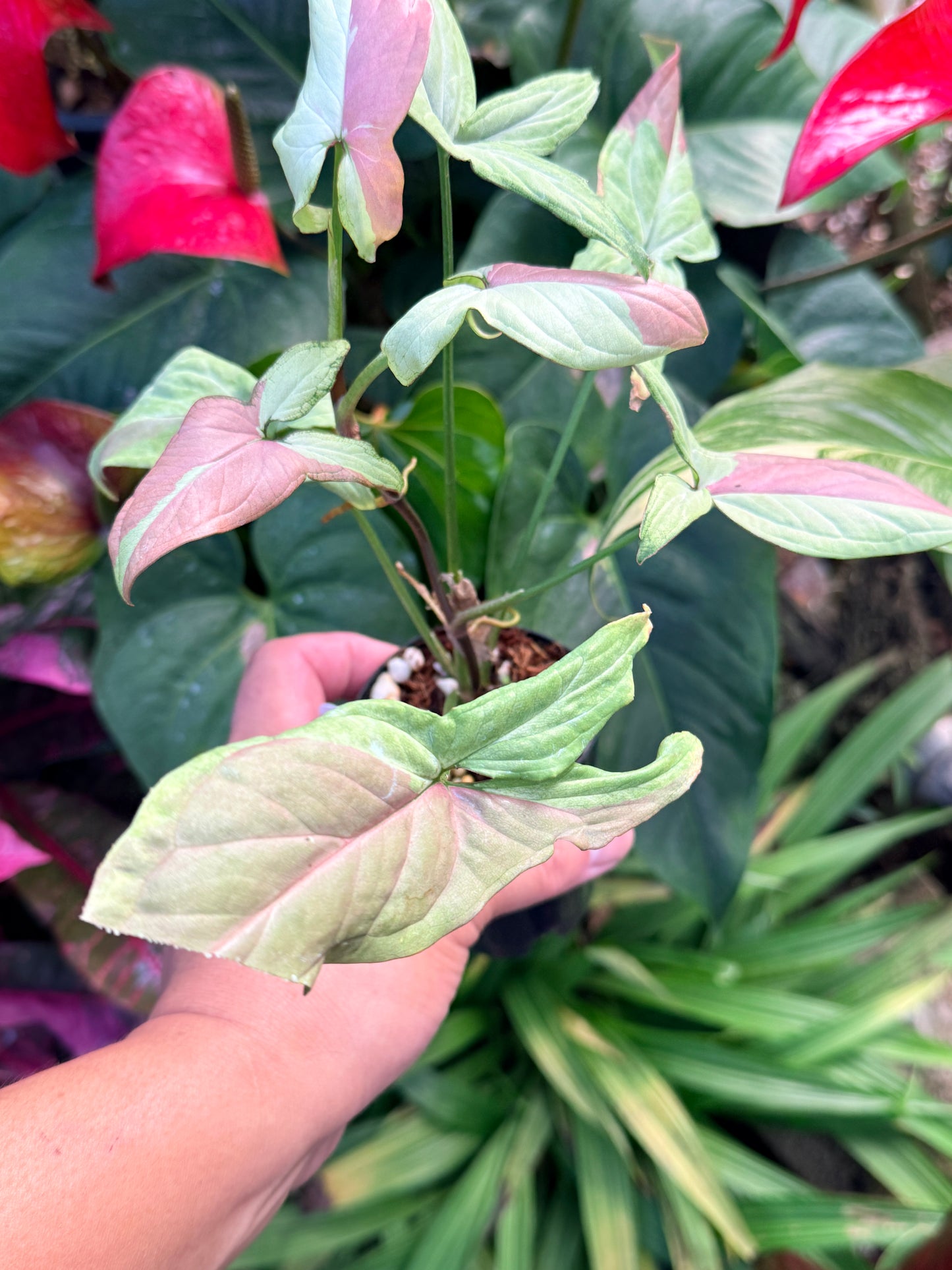 Syngonium 'Strawberry Milk' N28
