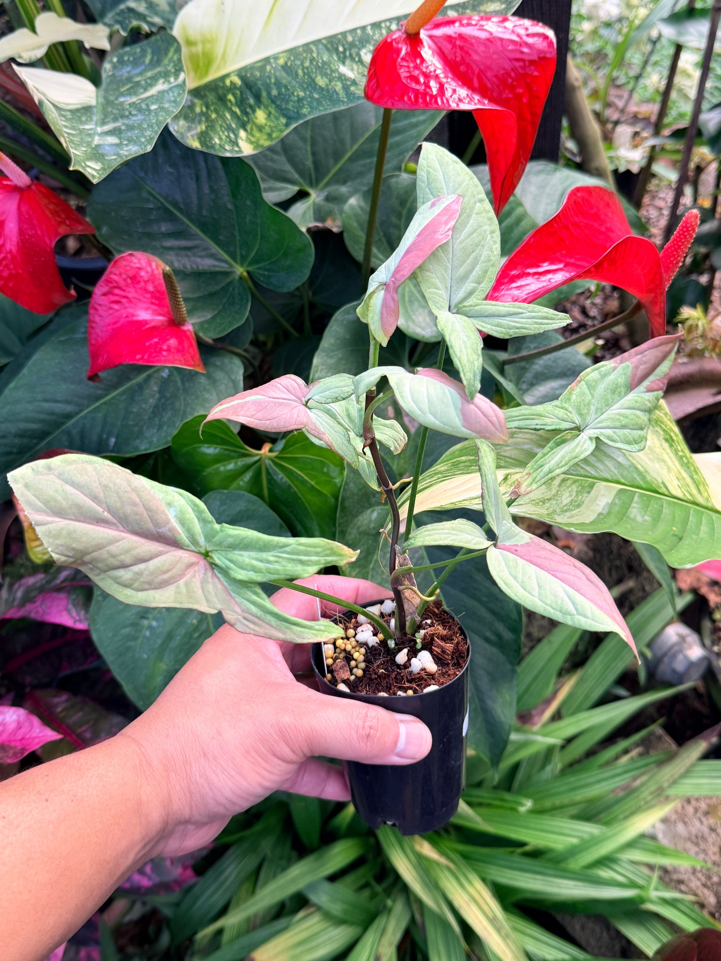 Syngonium 'Strawberry Milk' N28