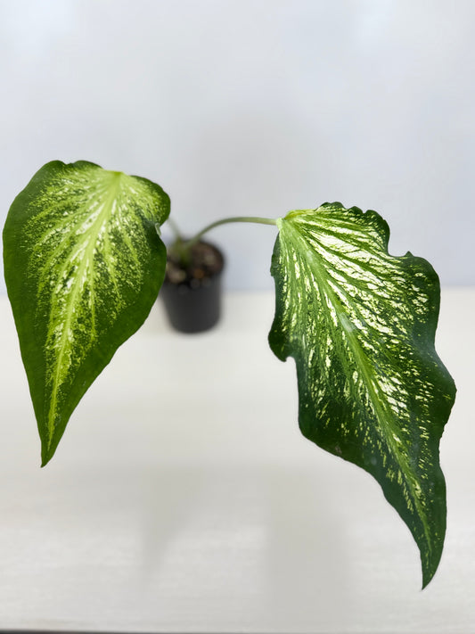 Caladium (Strap Leaf) D27