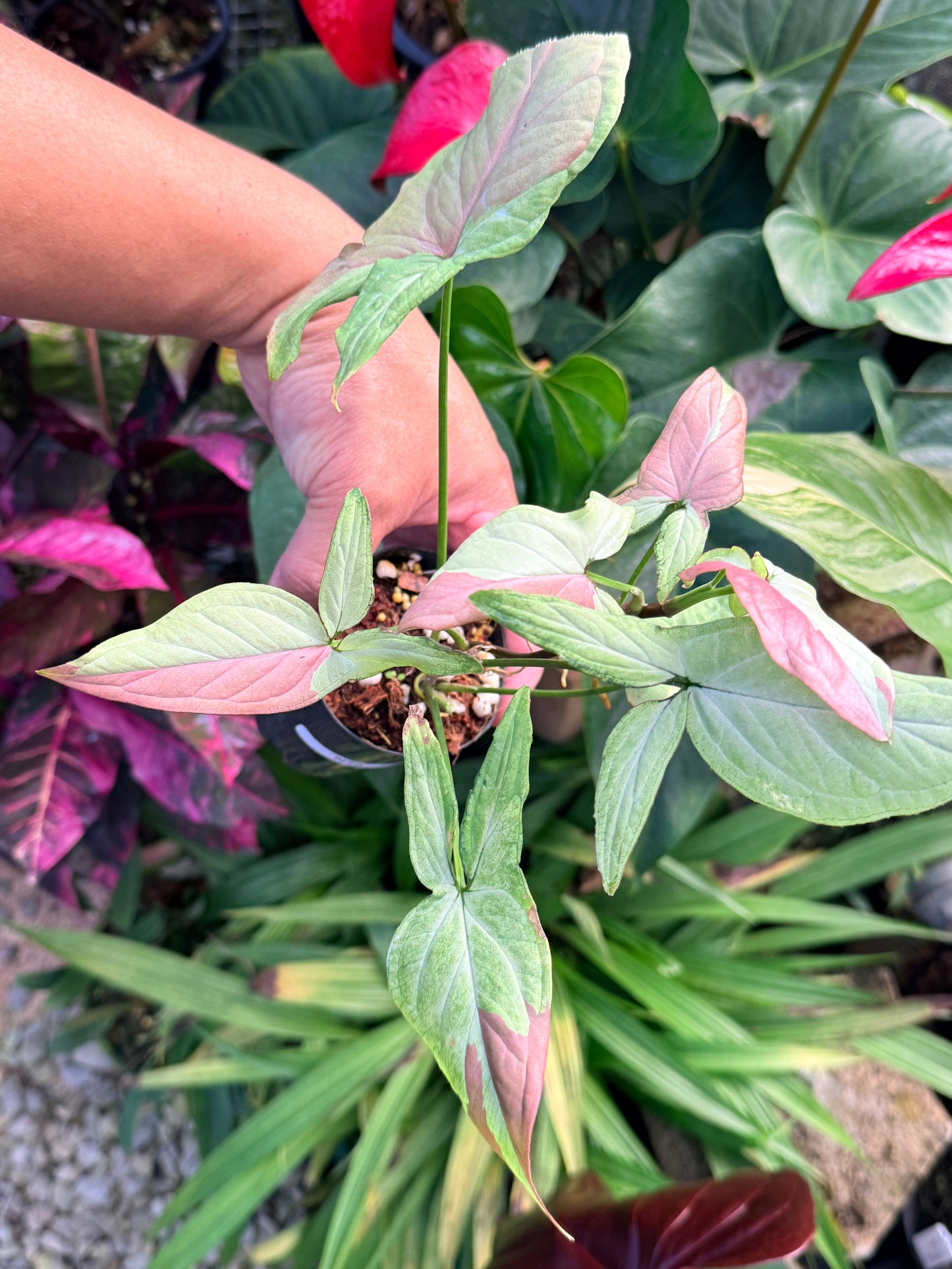 Syngonium 'Strawberry Milk' N28