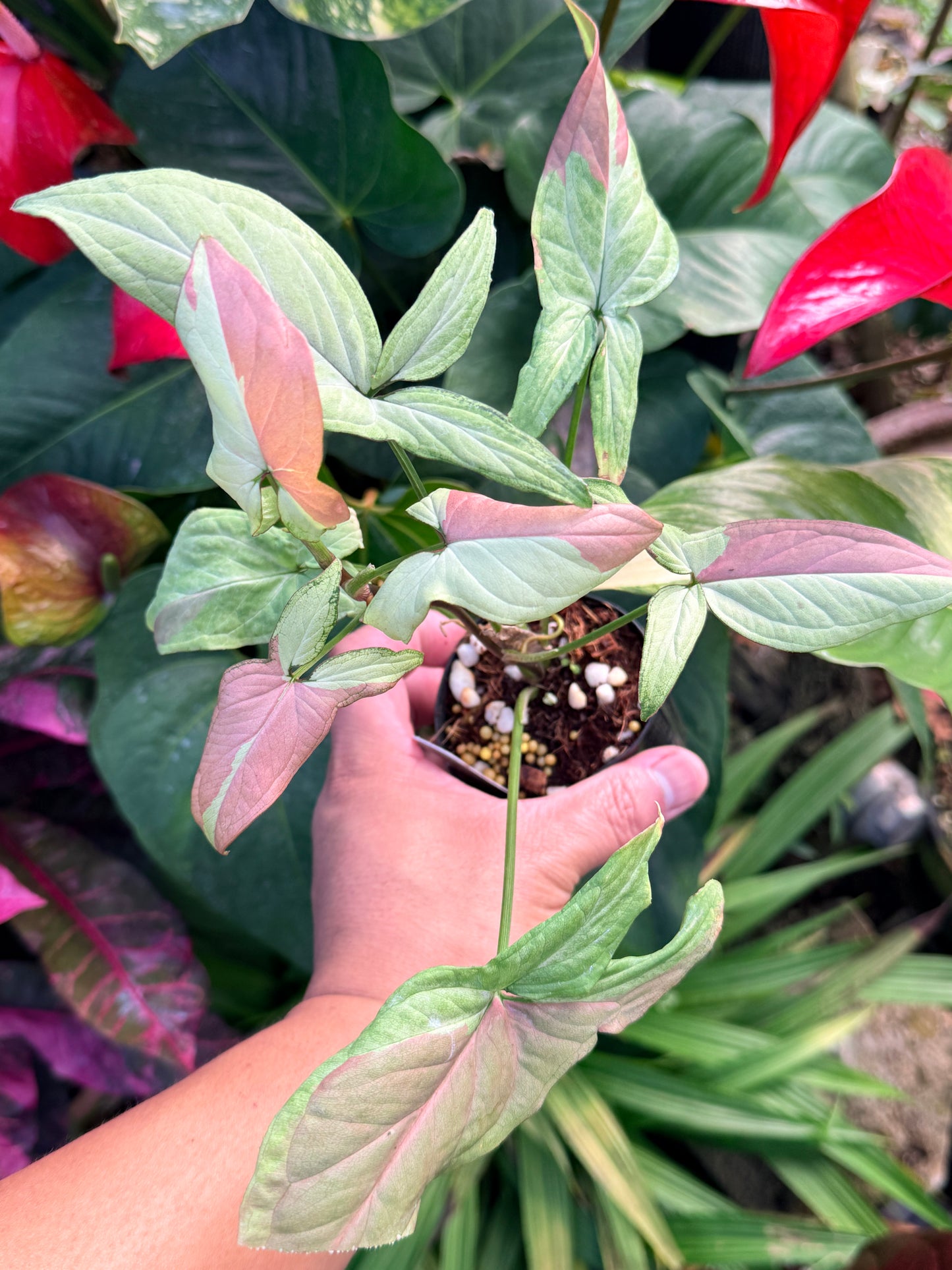 Syngonium 'Strawberry Milk' N28