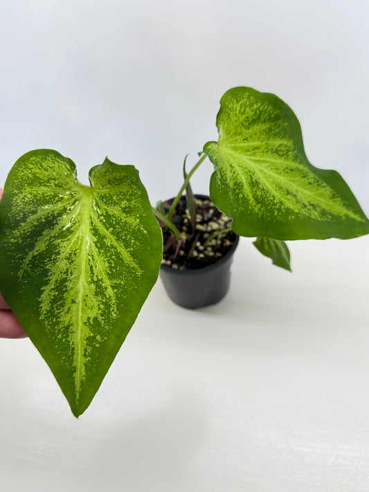 Caladium Hybrid D26