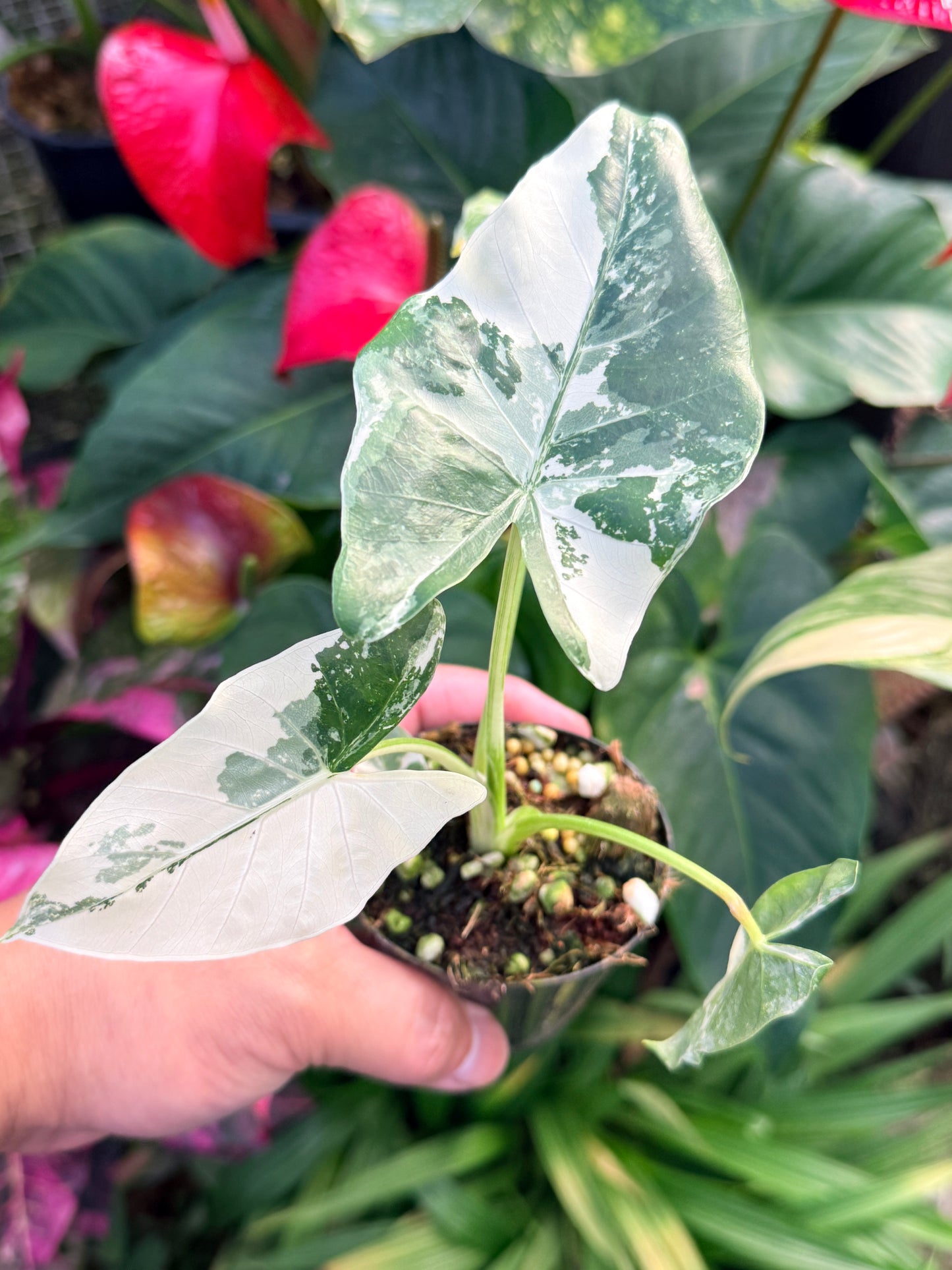 Alocasia macrorrhiza variegata 'Variegated Elephant Ears' N40