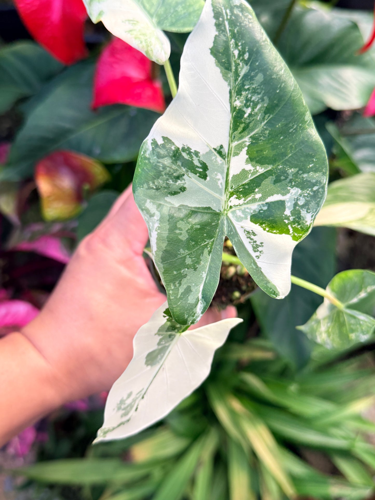 Alocasia macrorrhiza variegata 'Variegated Elephant Ears' N40