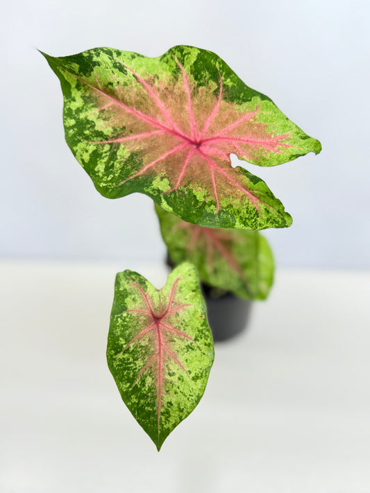 Caladium Hybrid D29