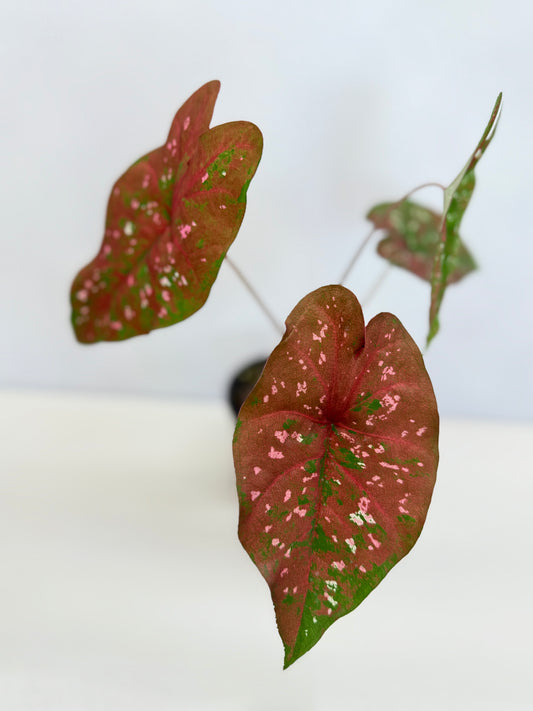 Caladium Hybrid D30