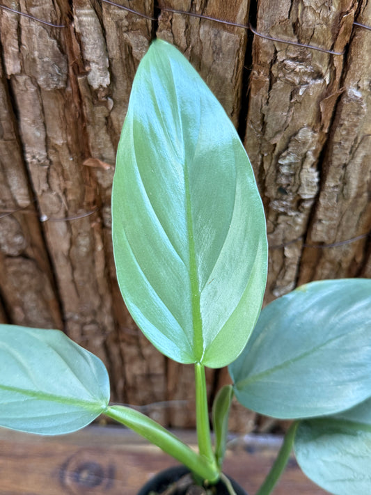 Philodendron Silver Sword H61