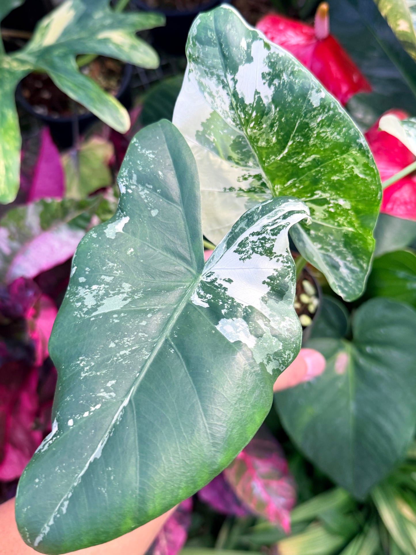 Alocasia macrorrhiza variegata 'Variegated Elephant Ears' N38