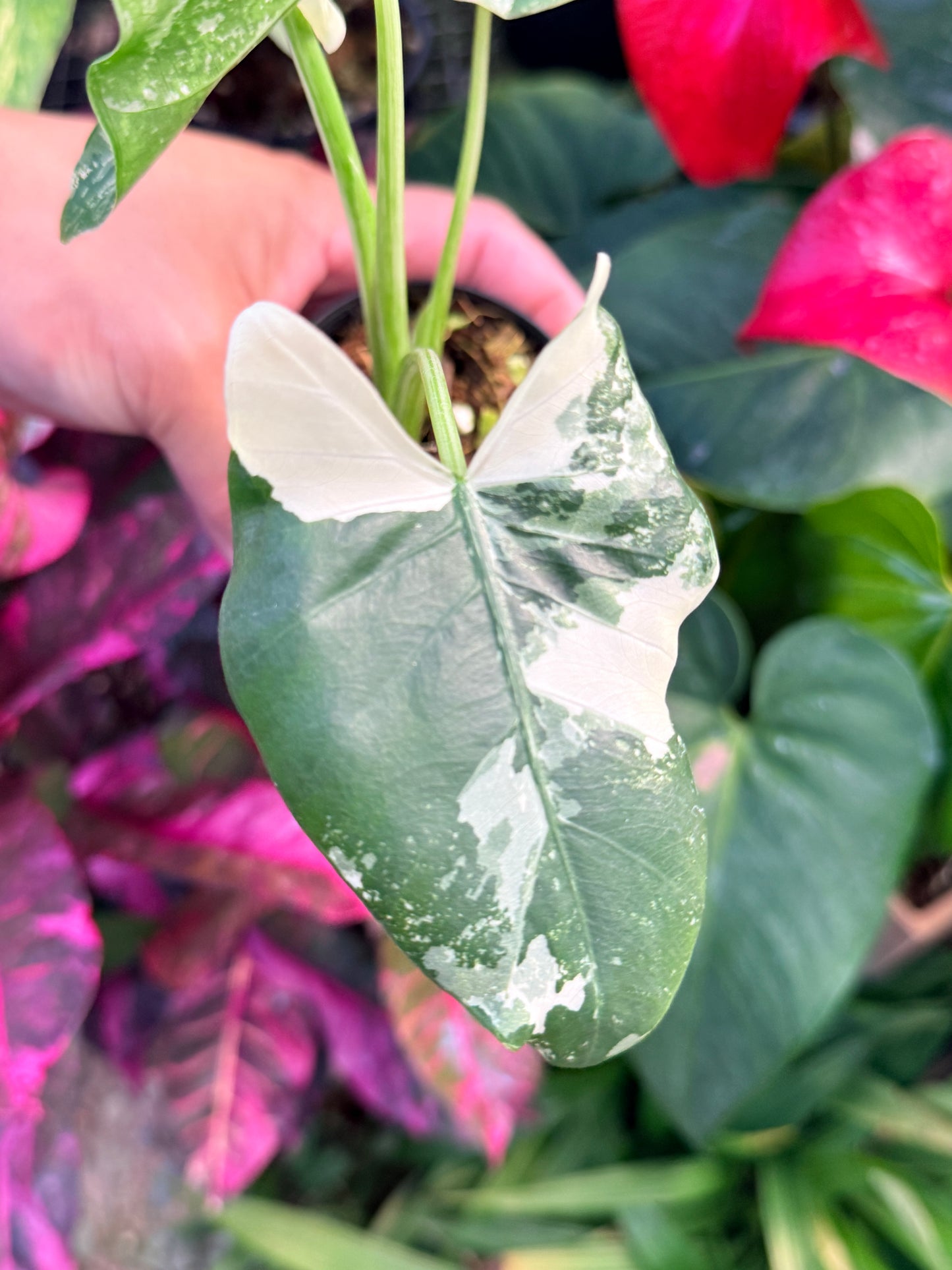 Alocasia macrorrhiza variegata 'Variegated Elephant Ears' N38