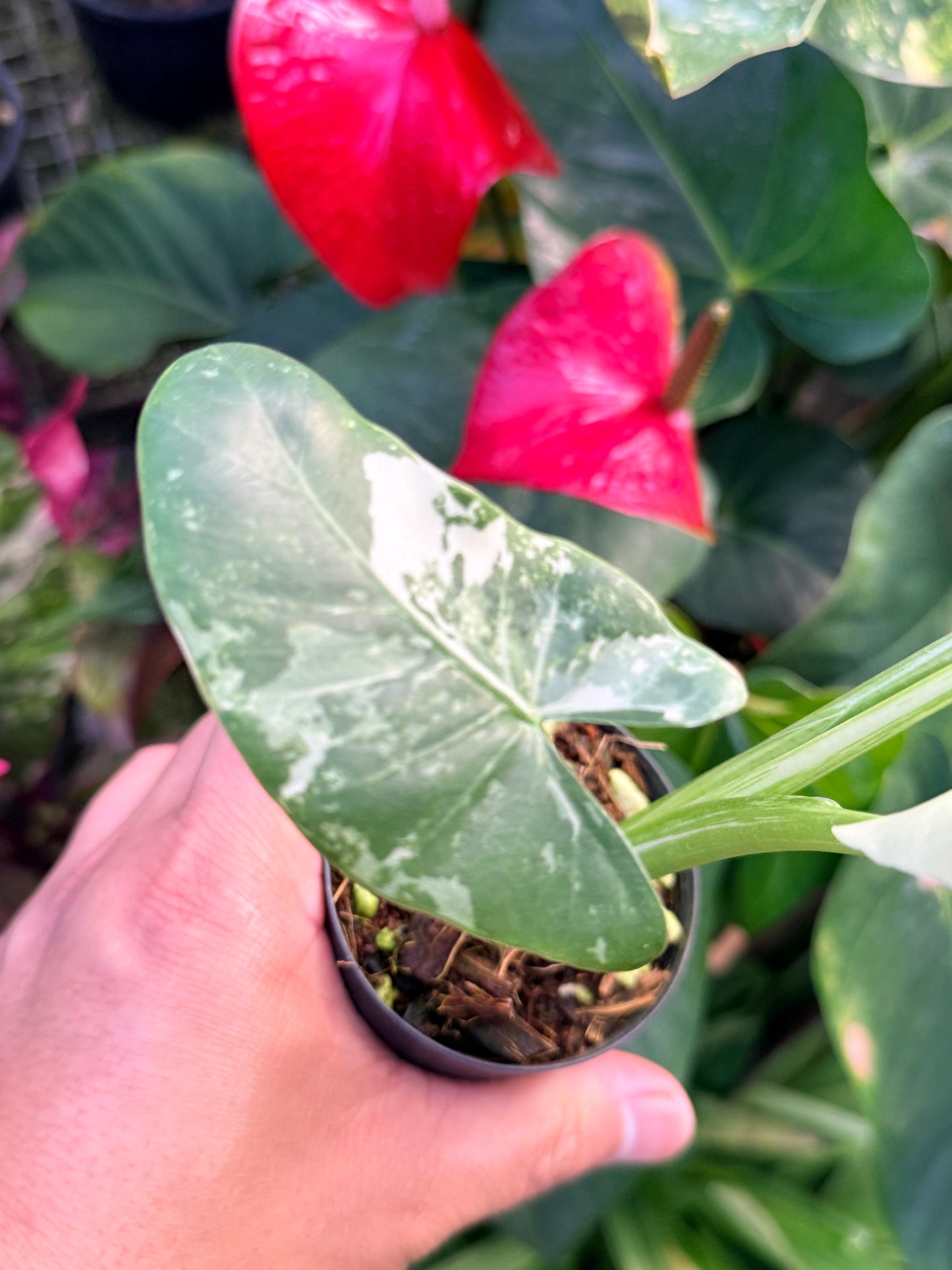Alocasia macrorrhiza variegata 'Variegated Elephant Ears' N38
