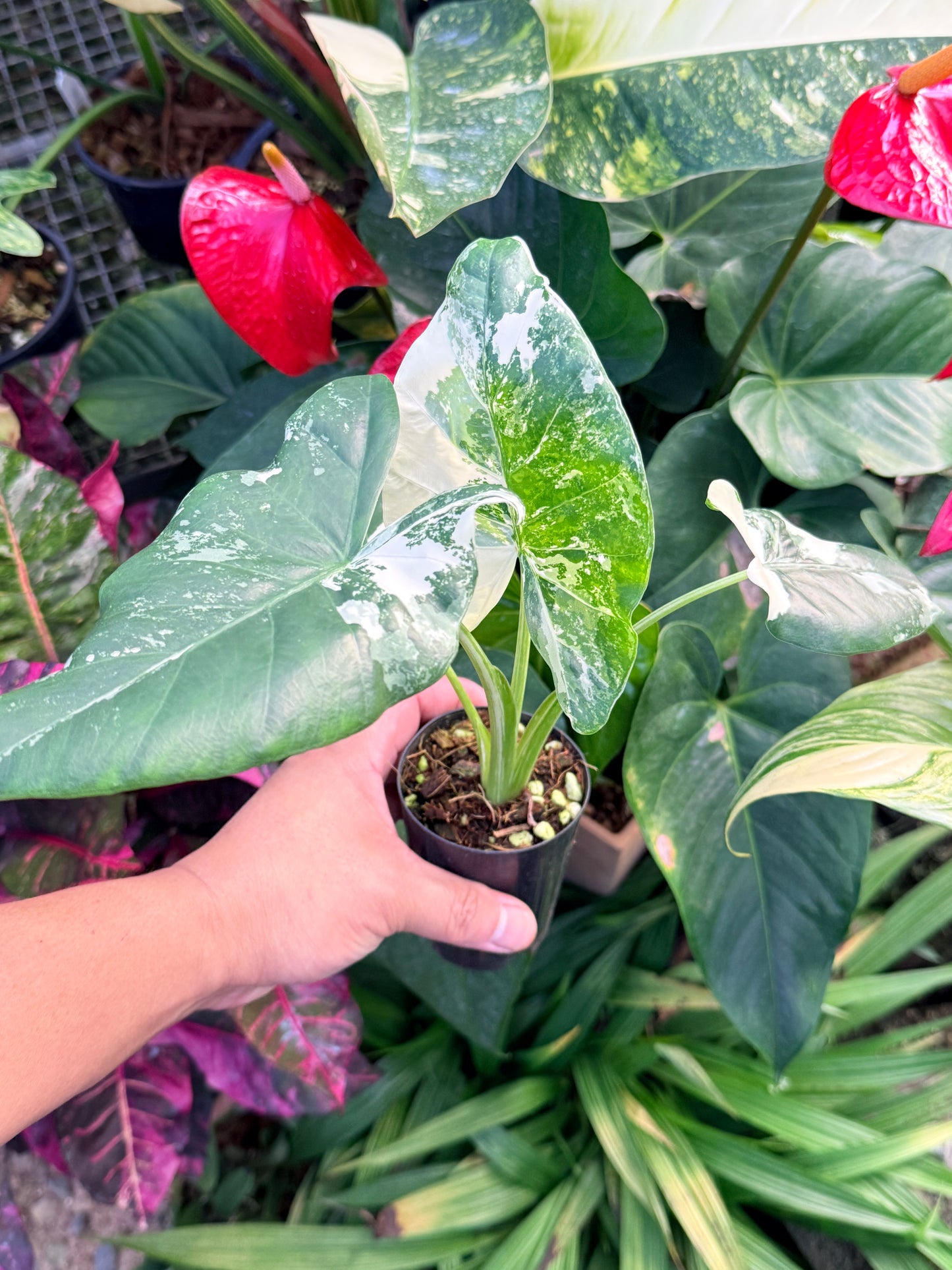 Alocasia macrorrhiza variegata 'Variegated Elephant Ears' N38