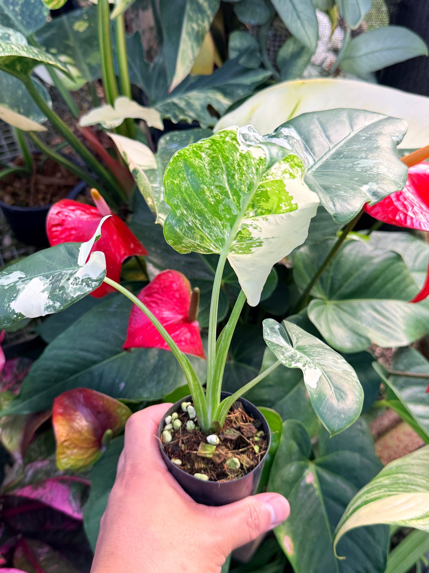 Alocasia macrorrhiza variegata 'Variegated Elephant Ears' N38