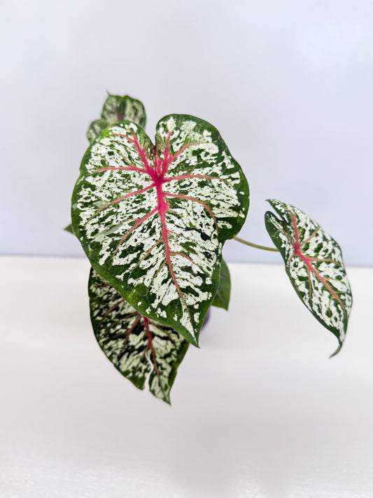 Caladium 'Camouflage Red Vein' D28