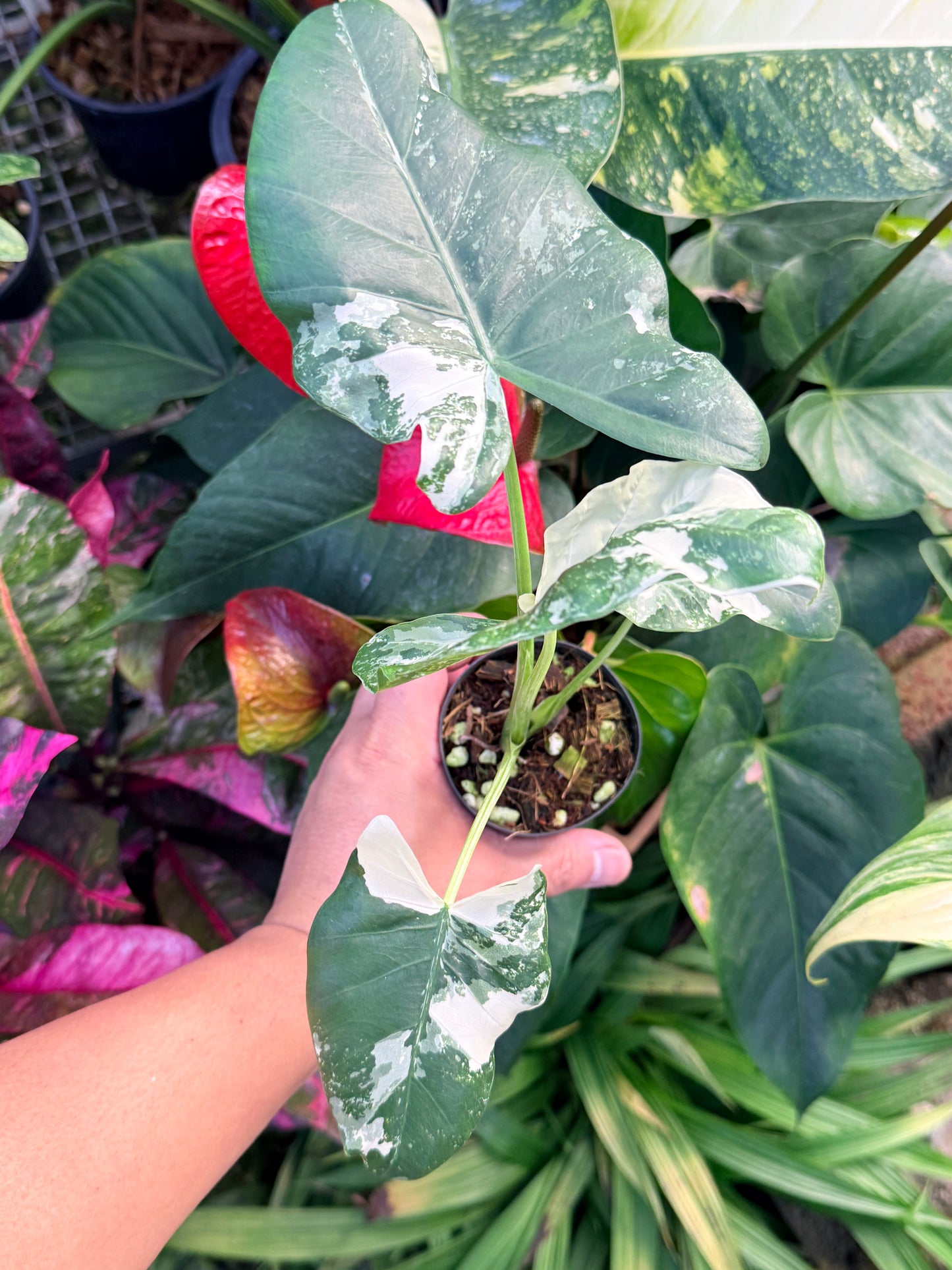 Alocasia macrorrhiza variegata 'Variegated Elephant Ears' N38
