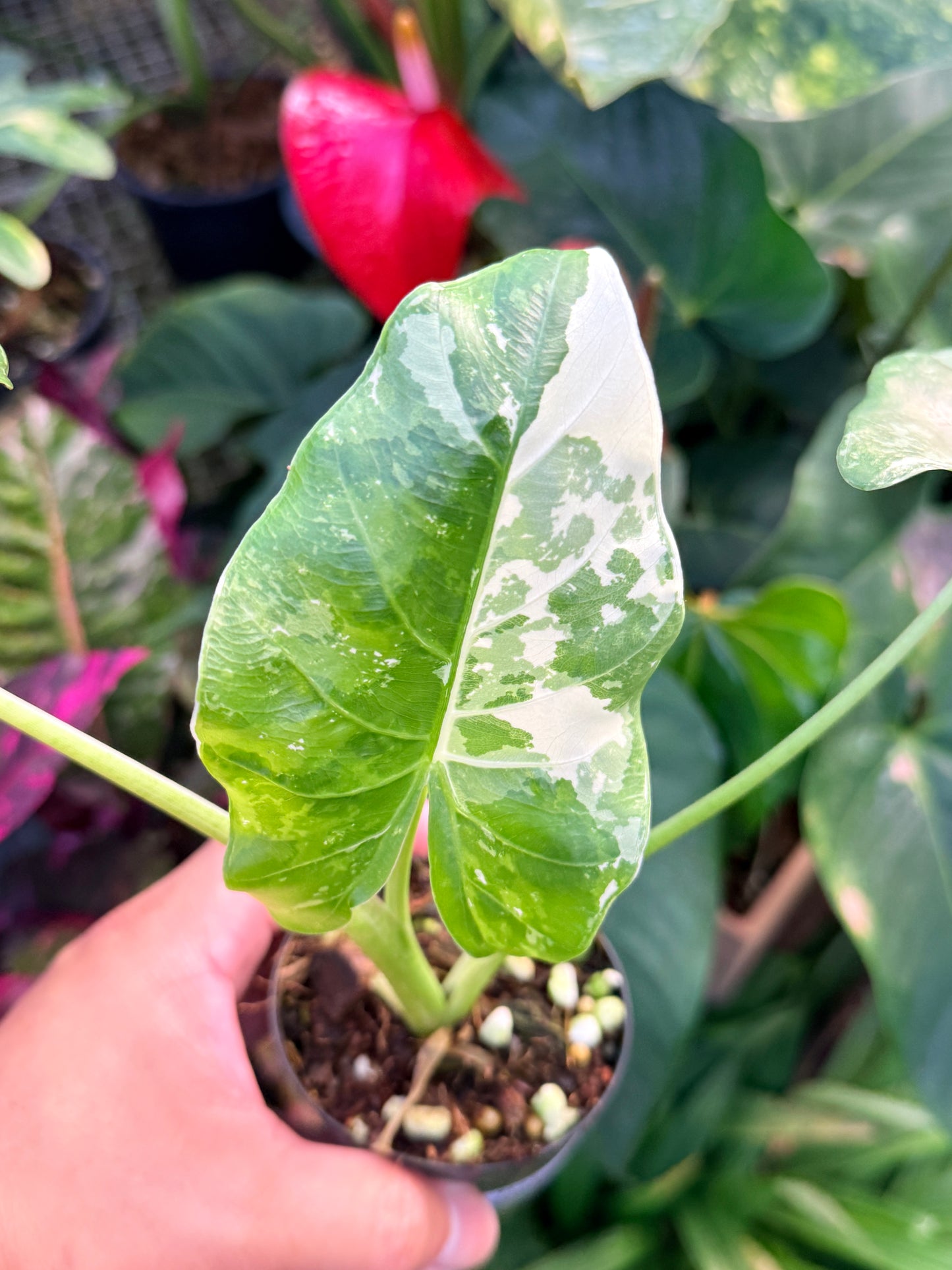 Alocasia macrorrhiza variegata 'Variegated Elephant Ears' N37