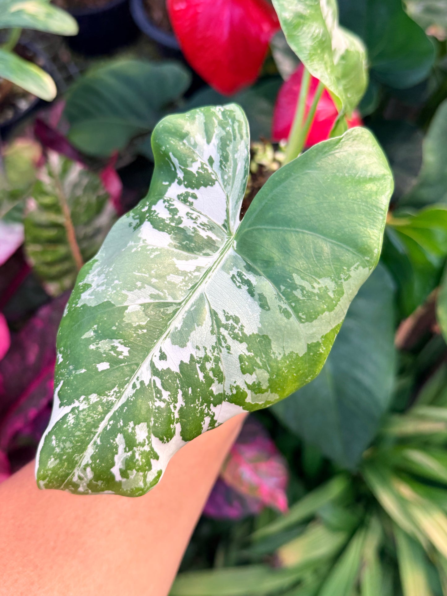 Alocasia macrorrhiza variegata 'Variegated Elephant Ears' N37
