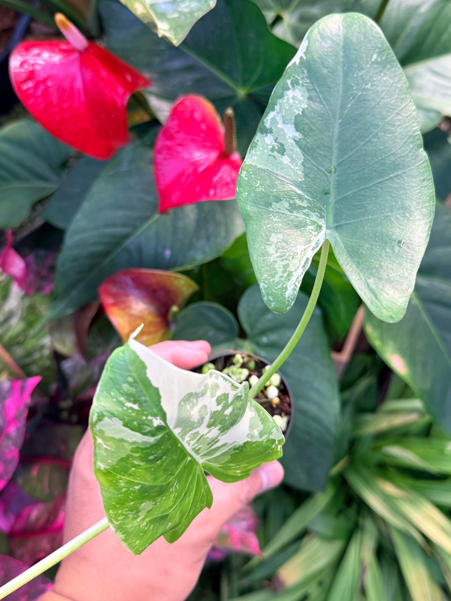 Alocasia macrorrhiza variegata 'Variegated Elephant Ears' N37