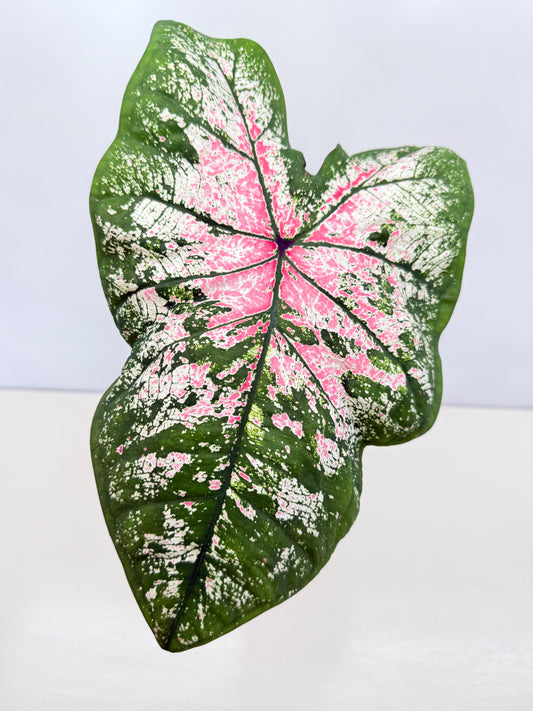Caladium Hybrid D31