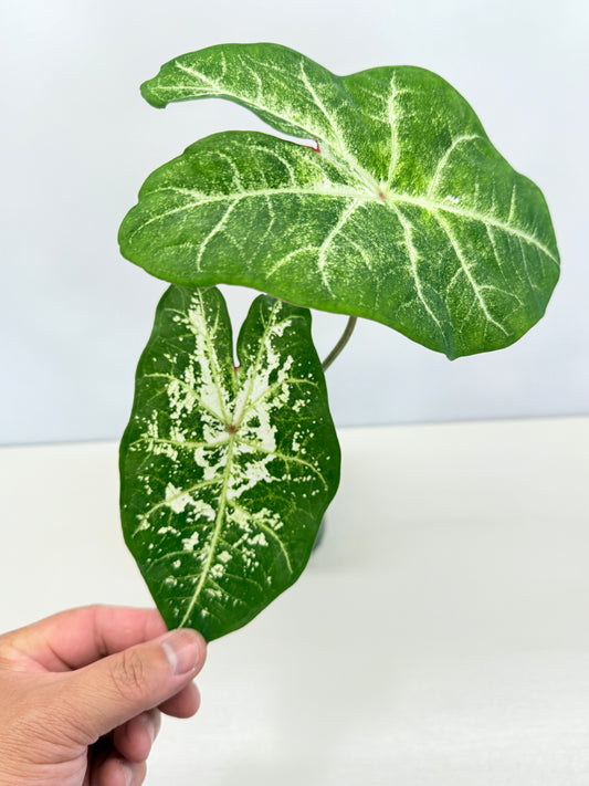 Caladium Hybrid D32