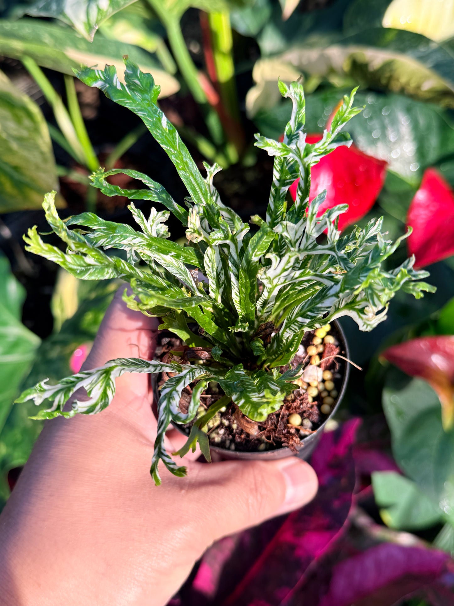 Asplenium nidus 'Variegata' Variegated Bird's Nest Fern N61