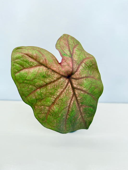 Caladium Hybrid D33