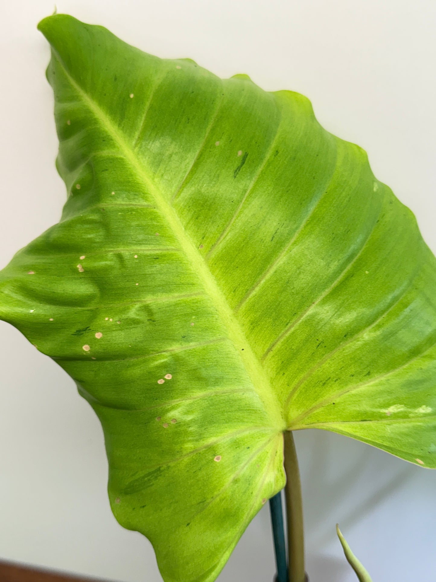 Philodendron Jungle Fever (Not Snow Drift - NONTC) I50