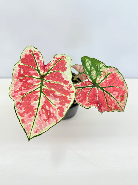 Caladium 'Fire of Phoenix' I28