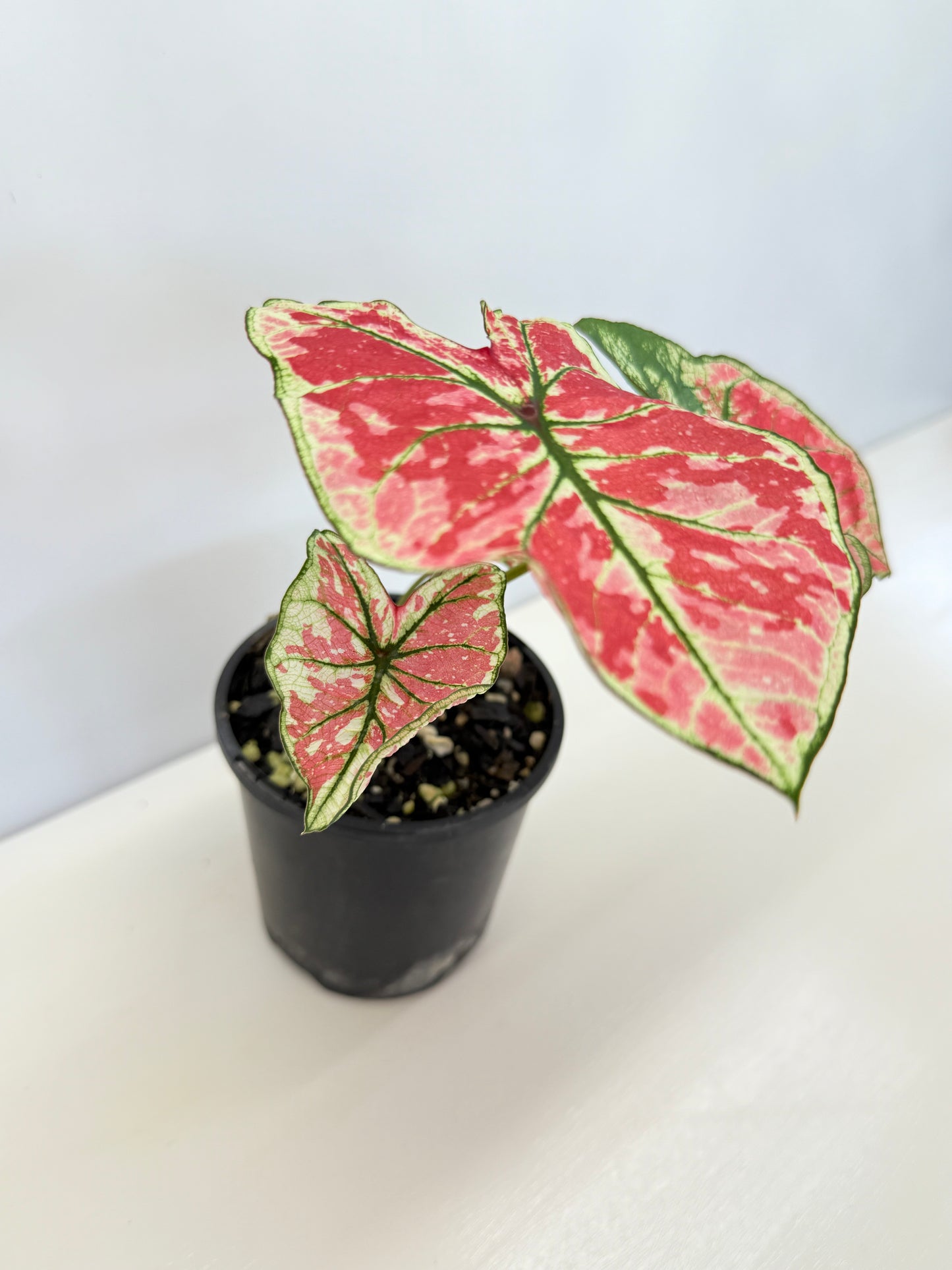 Caladium 'Fire of Phoenix' I28