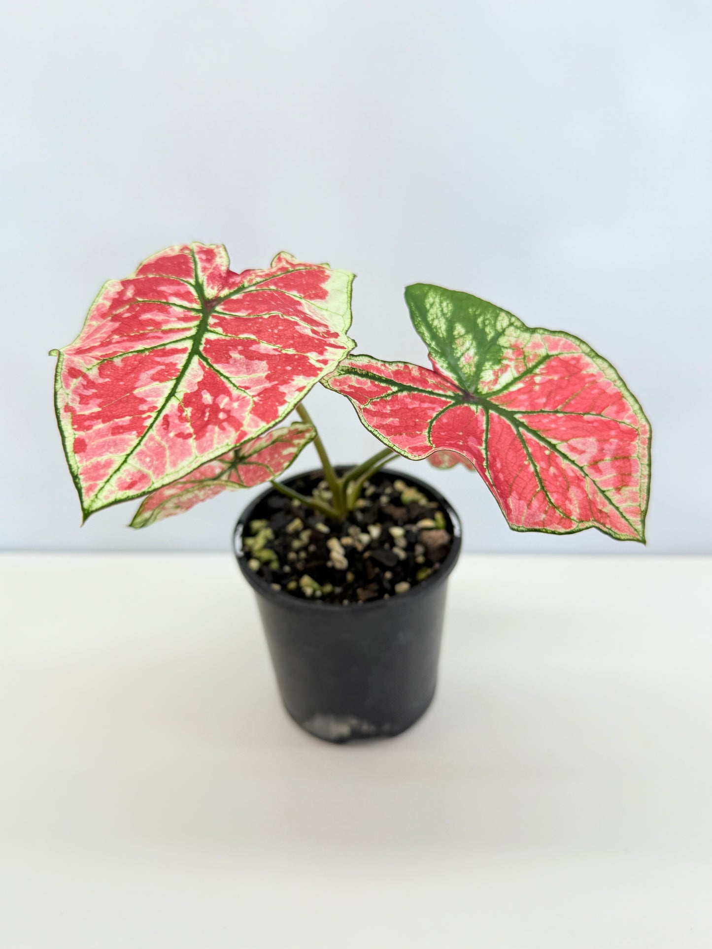 Caladium 'Fire of Phoenix' I28