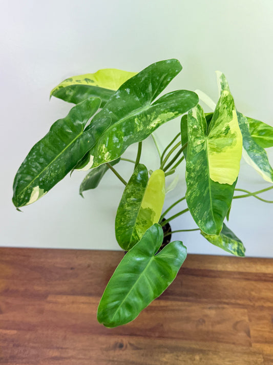 Philodendron Burle Marx Variegata B249 - Great variegation