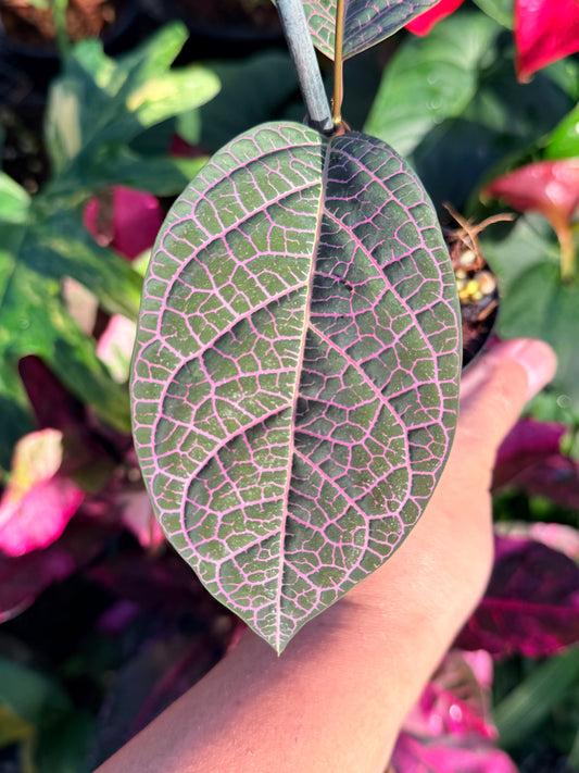 Prestonia Quinquangularis 'Dogbane' N36