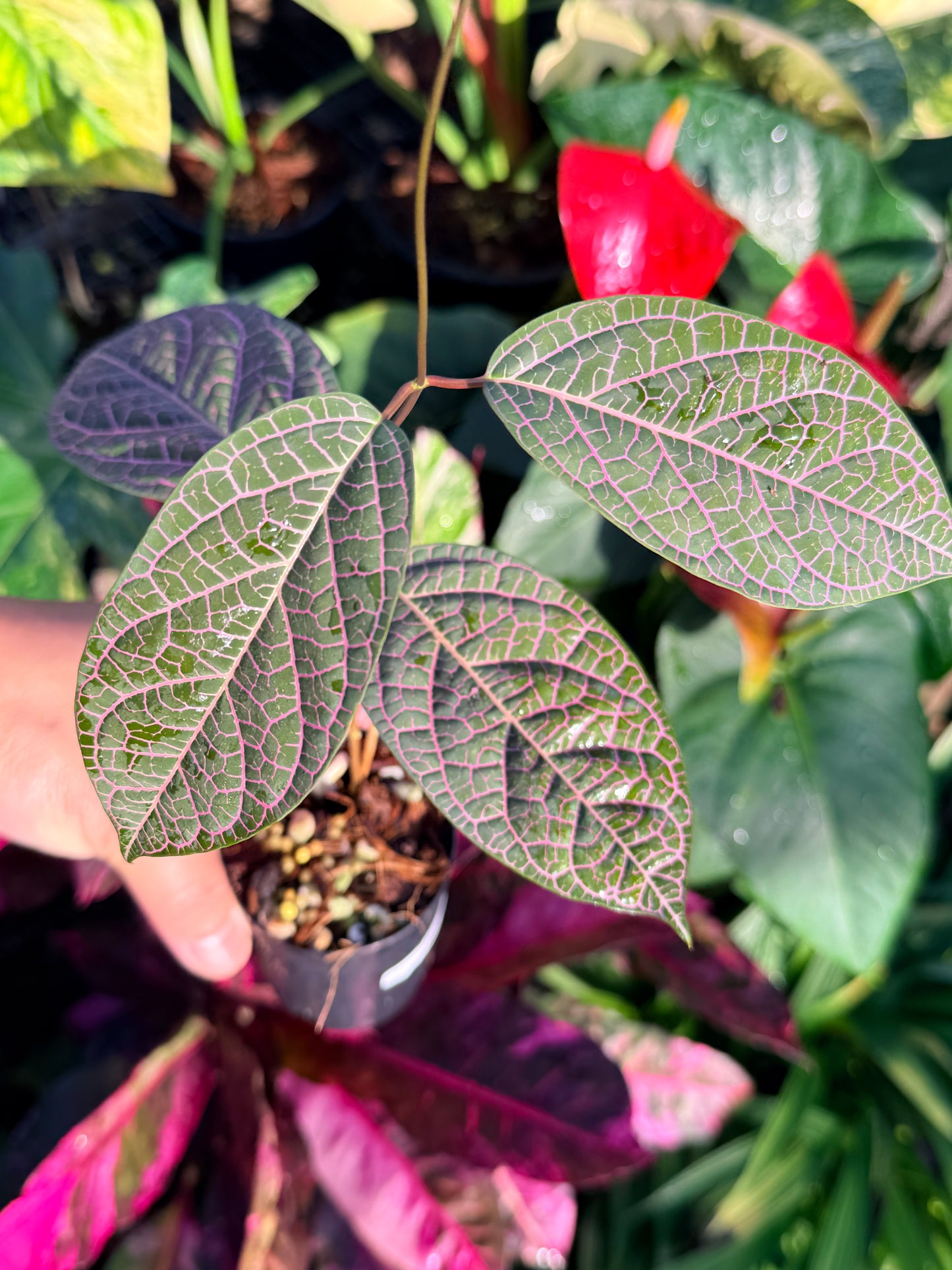 Prestonia Quinquangularis 'Dogbane' N36