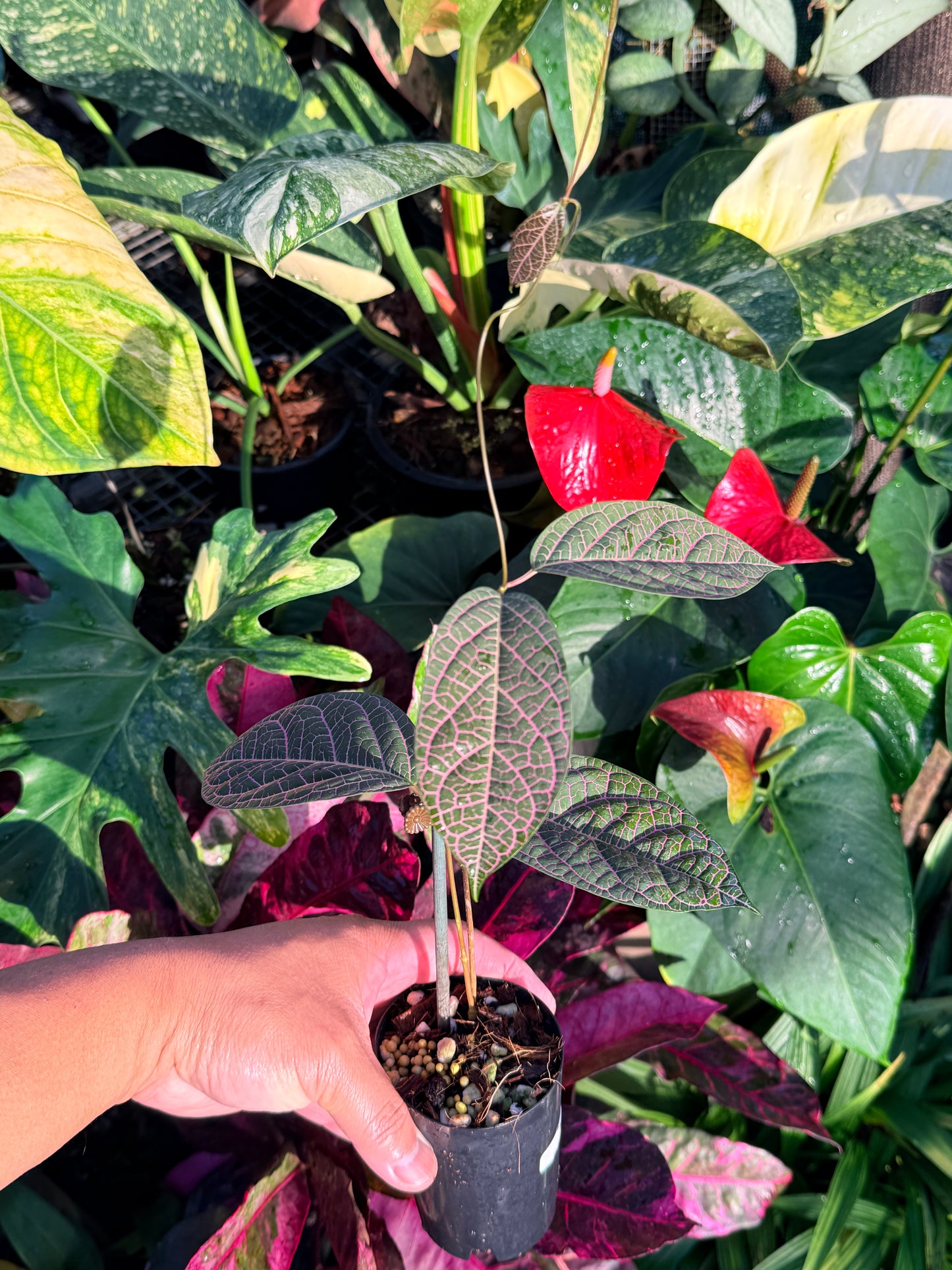 Prestonia Quinquangularis 'Dogbane' N36