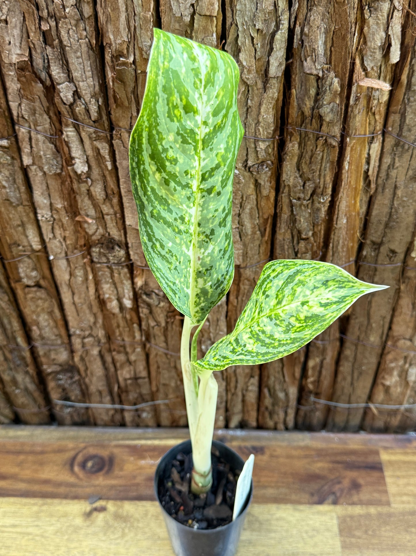 Aglaonema Brilliant Beauty H72