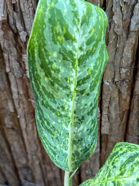 Aglaonema Brilliant Beauty H72