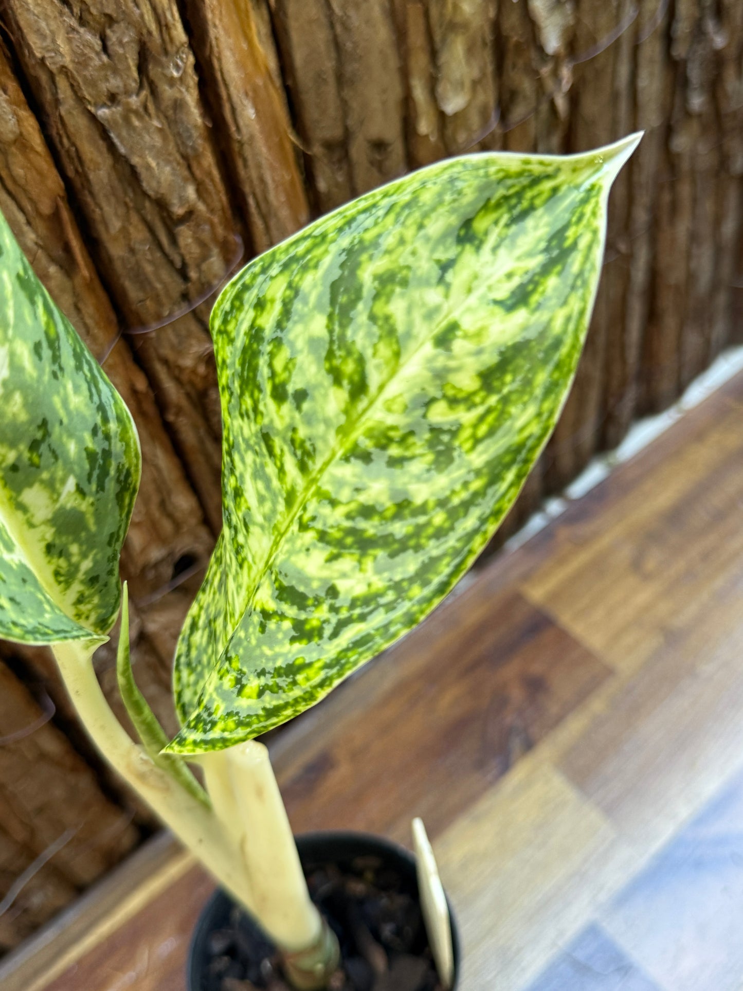 Aglaonema Brilliant Beauty H72