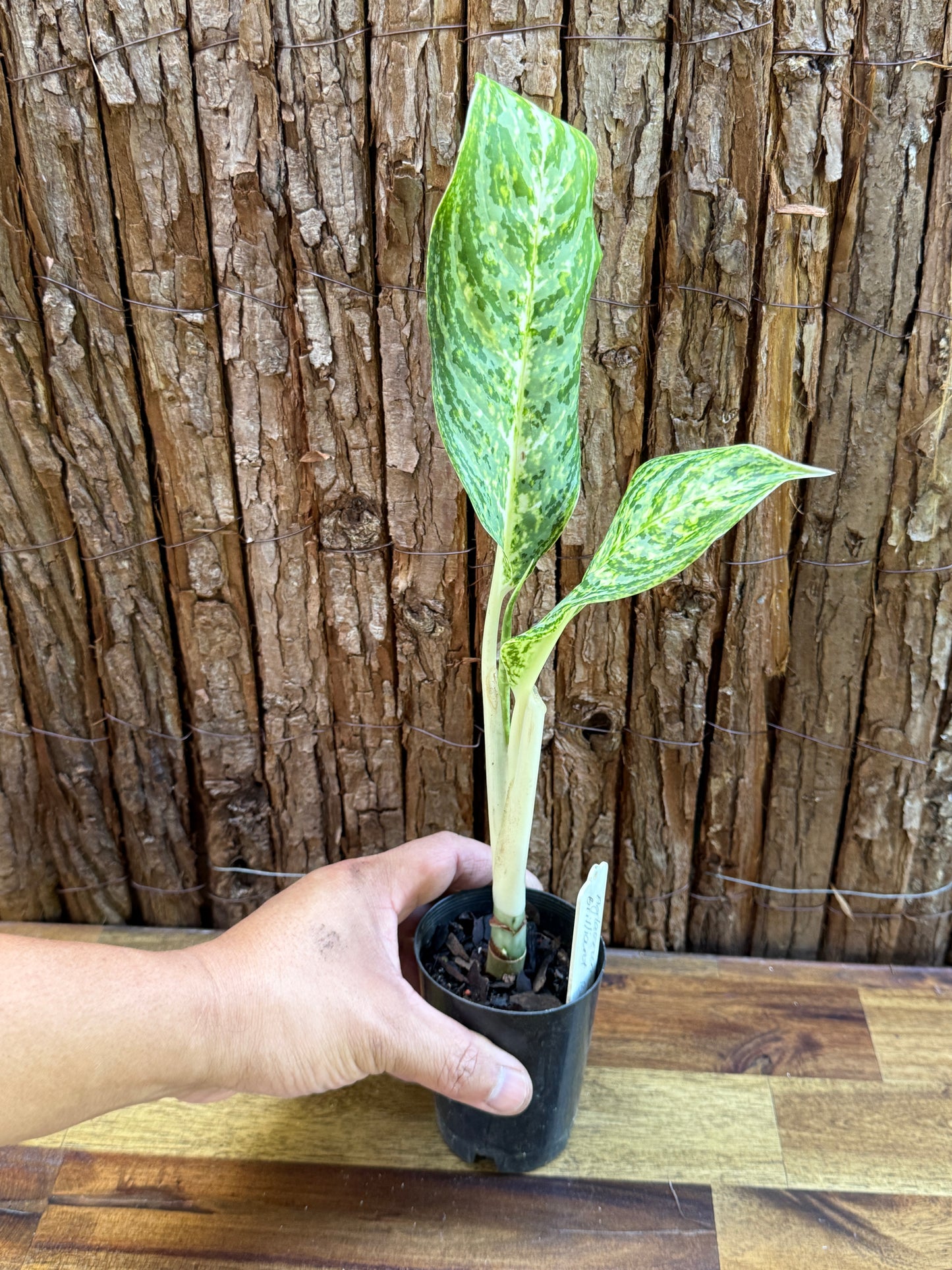 Aglaonema Brilliant Beauty H72