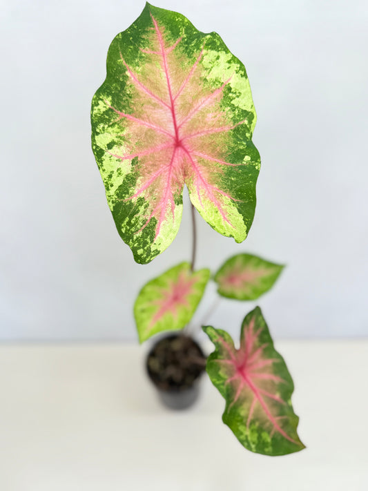 Caladium Hybrid D34