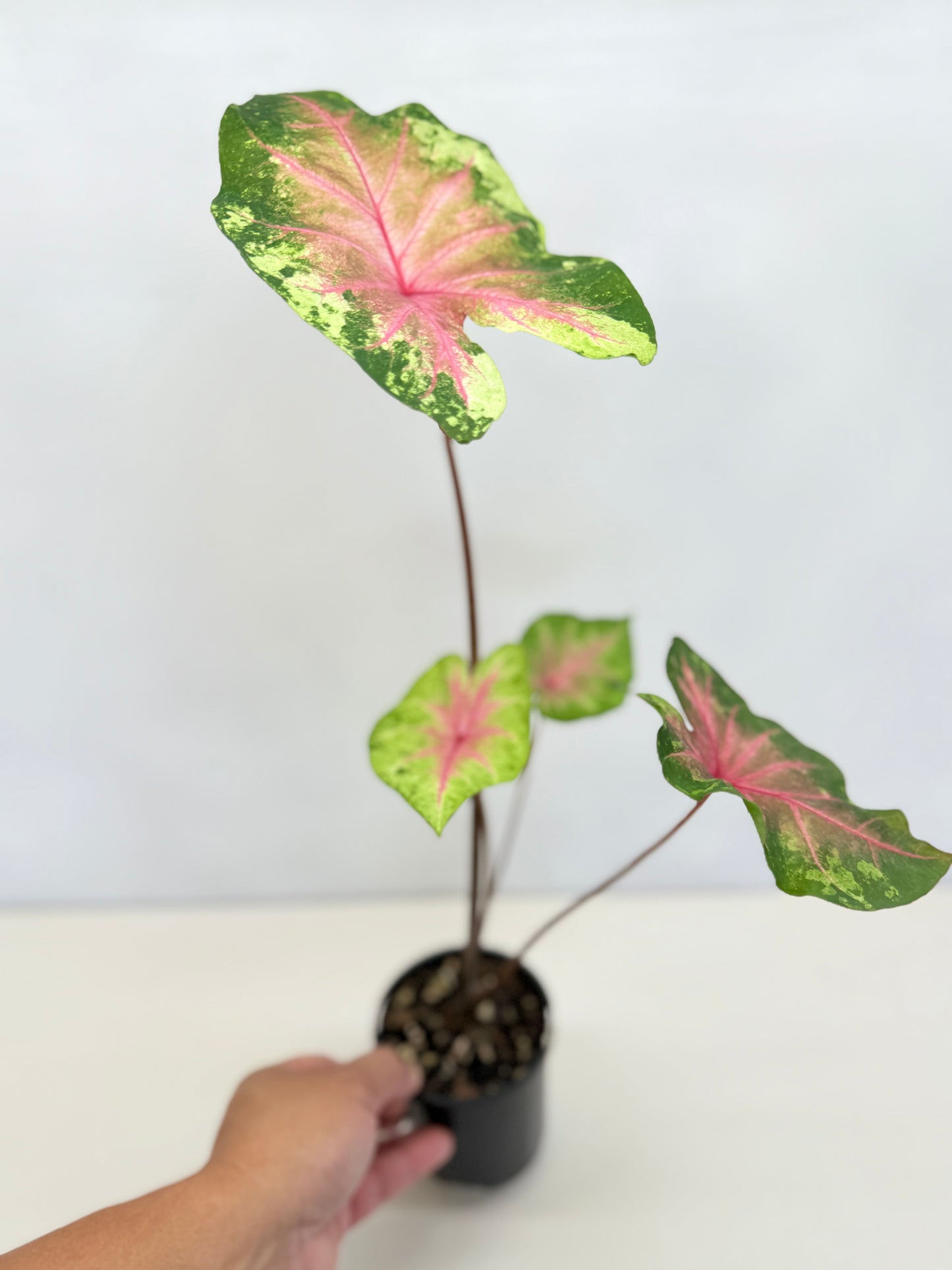 Caladium Hybrid D34