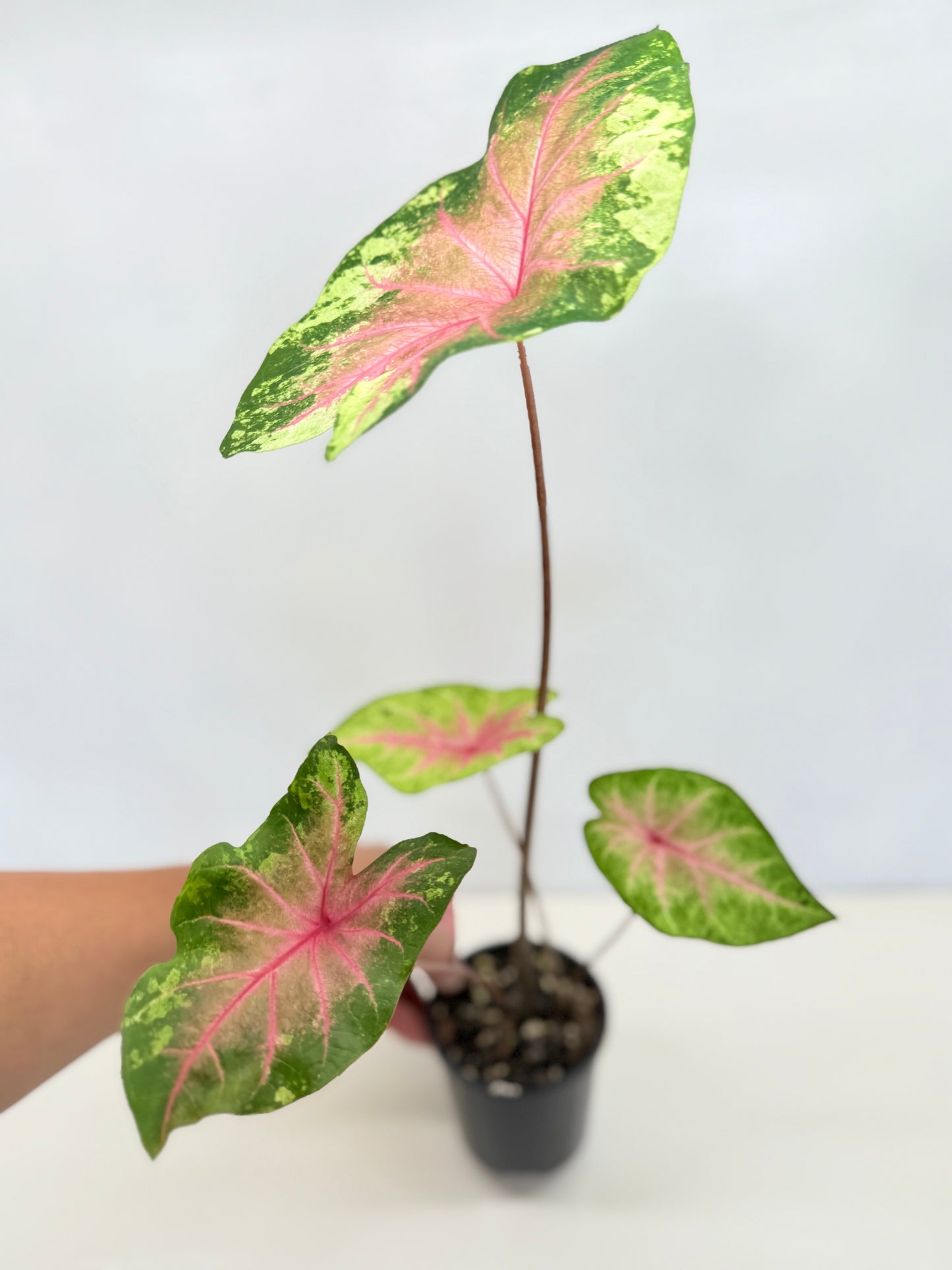 Caladium Hybrid D34