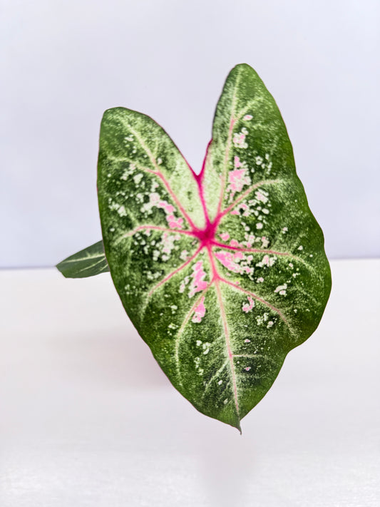 Caladium Hybrid P38